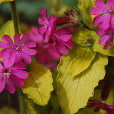 Attēlu rezultāti vaicājumam “Silene viscaria leaf”