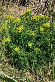 Attēlu rezultāti vaicājumam “Euphorbia palustris leaf”