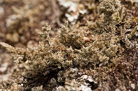 Attēlu rezultāti vaicājumam “Cladonia squamosa”