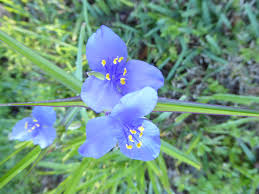 Attēlu rezultāti vaicājumam “Commelina coelestis flower”