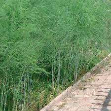 Attēlu rezultāti vaicājumam “Asparagus officinalis”