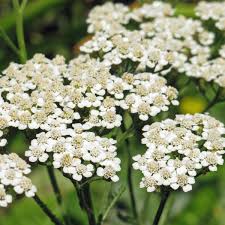 Image result for Achillea millefolium