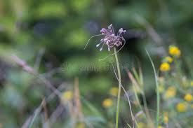 Attēlu rezultāti vaicājumam “Allium oleraceum flower”