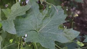 Attēlu rezultāti vaicājumam “Bryonia alba bud”