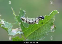 Attēlu rezultāti vaicājumam “Pieris brassicae larva”