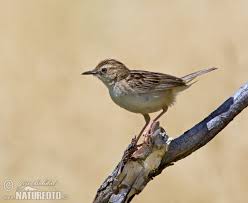 Image result for Cisticola juncidis