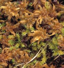 Attēlu rezultāti vaicājumam “Sphagnum contortum”