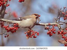 Attēlu rezultāti vaicājumam “Bombycilla garrulus adult”