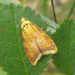 Attēlu rezultāti vaicājumam “Acleris bergmanniana”