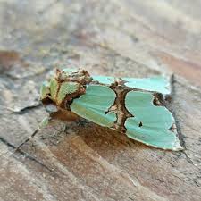 Attēlu rezultāti vaicājumam “Staurophora celsia”