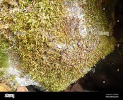 Attēlu rezultāti vaicājumam “Homalia trichomanoides sporophyte”