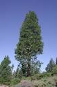 About Incense Cedar Trees - Giant Sequoia