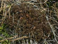 Attēlu rezultāti vaicājumam “Cetraria ericetorum”