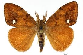 Attēlu rezultāti vaicājumam “Orgyia antiqua imago”