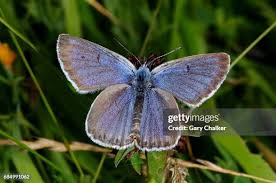 Attēlu rezultāti vaicājumam “Phengaris arion”