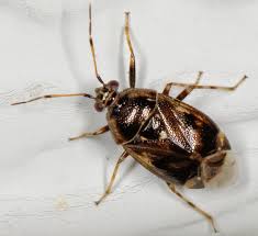 Attēlu rezultāti vaicājumam “Deraeocoris ruber imago”