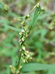 Attēlu rezultāti vaicājumam “Persicaria hydropiper leaf”
