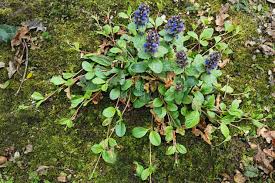 Image result for Ajuga reptans