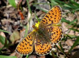 Attēlu rezultāti vaicājumam “Clossiana euphrosyne underside”