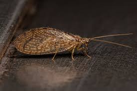 Attēlu rezultāti vaicājumam “Hemerobiidae”