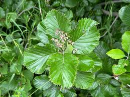 Attēlu rezultāti vaicājumam “Sorbus aria”