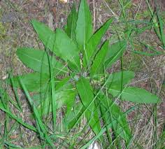 Attēlu rezultāti vaicājumam “Hieracium vulgatum bud”