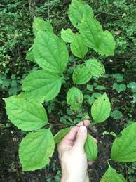 Attēlu rezultāti vaicājumam “Philadelphus coronarius leaf”