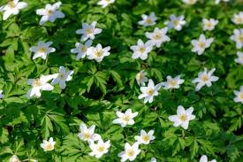 Attēlu rezultāti vaicājumam “Anemone nemorosa”
