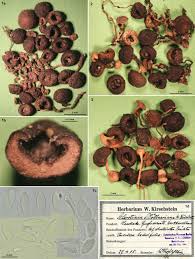 Attēlu rezultāti vaicājumam “Myriosclerotinia scirpicola”
