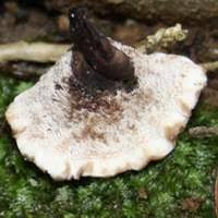 Attēlu rezultāti vaicājumam “Phellodon melaleucus”