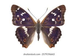 Attēlu rezultāti vaicājumam “Apatura iris male”