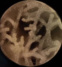 Attēlu rezultāti vaicājumam “Comatricha fragilis”