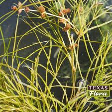 Attēlu rezultāti vaicājumam “Stuckenia pectinata leaf”