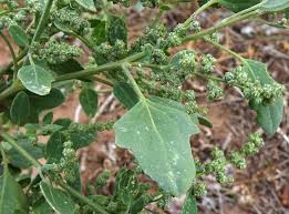 Image result for Chenopodium album