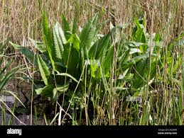 Attēlu rezultāti vaicājumam “Rumex hydrolapathum”