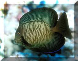 Image result for Ctenochaetus hawaiiensis