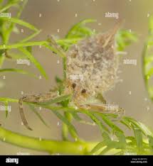 Attēlu rezultāti vaicājumam “Nepa cinerea nymph”