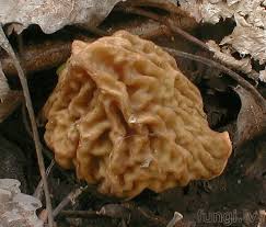 Attēlu rezultāti vaicājumam “Verpa bohemica”