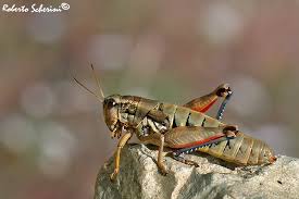 Attēlu rezultāti vaicājumam “Podisma pedestris”