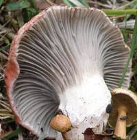 Attēlu rezultāti vaicājumam “Gomphidius roseus”