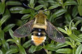 Attēlu rezultāti vaicājumam “Hemaris tityus”