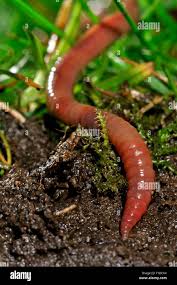 Attēlu rezultāti vaicājumam “Lumbricus terrestris”