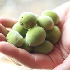 Attēlu rezultāti vaicājumam “Veronica persica fruit”