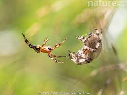 Attēlu rezultāti vaicājumam “Araneus quadratus female”