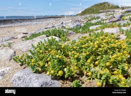 Attēlu rezultāti vaicājumam “Honckenya peploides fruit”