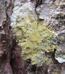 Attēlu rezultāti vaicājumam “Lecanactis abietina”