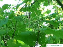 Attēlu rezultāti vaicājumam “Catalpa ovata”