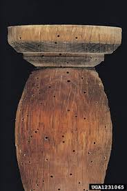 Attēlu rezultāti vaicājumam “Priobium carpini”