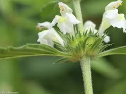 Image result for Galeopsis segetum