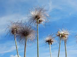 Attēlu rezultāti vaicājumam “Pulsatilla pratensis bud”
